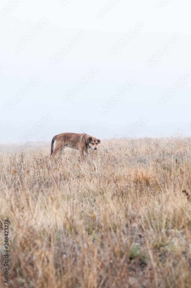 Naklejka premium Wild dog walking on the autumn field in the fog