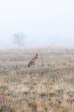Wild dog walking on the autumn field in the fog
