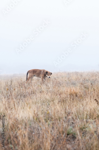 Wild dog walking on the autumn field in the fog