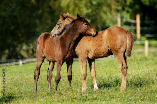two foals in a pasture © Kamila