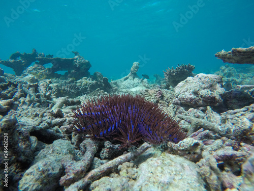 Colourful starfish in a reef in Maldives