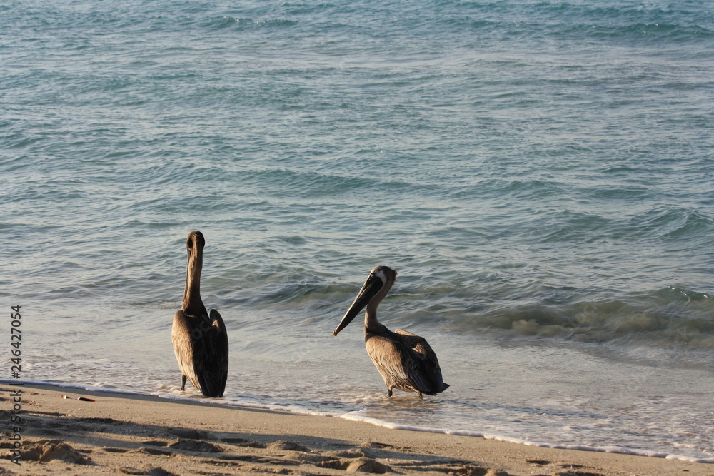 Naklejka premium Birds walk on the beach, near the sea.