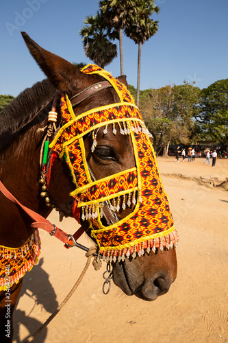 Fototapeta Naklejka Na Ścianę i Meble -  Caballo con aparejos en tela.