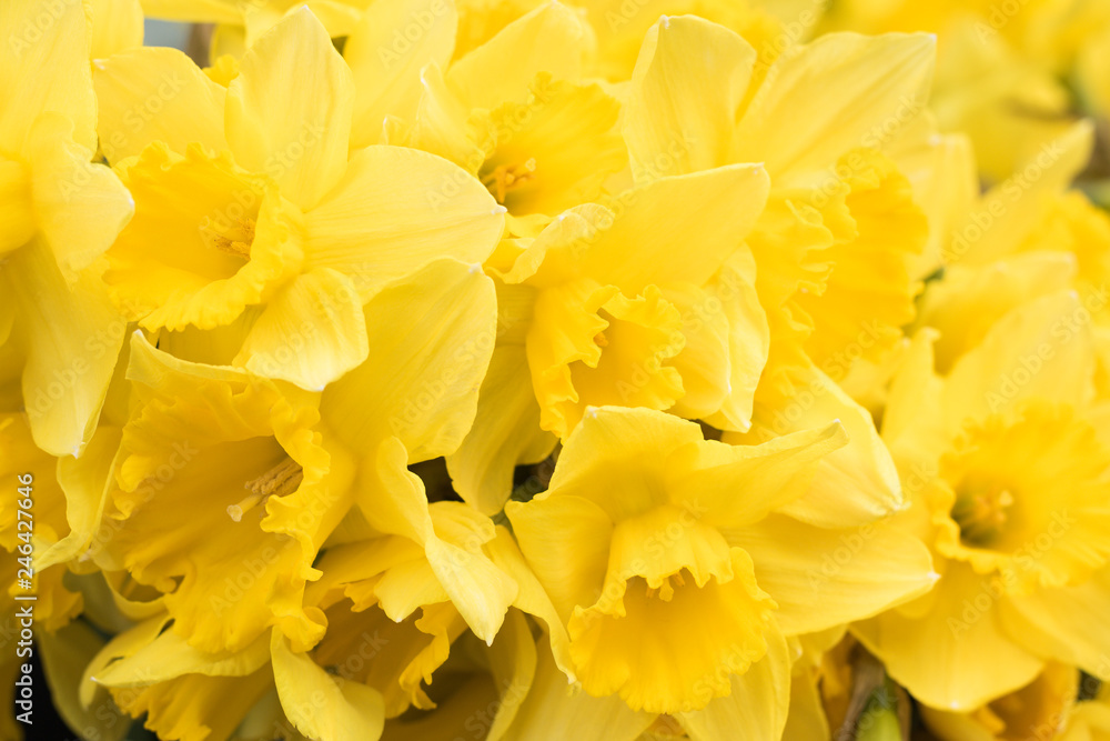 Close-up: Colorful Yellow Daffodils Blossom Background. Concept: Spring Flowers. Close-up: Colorful Yellow Daffodils Blossom Background. Concept: Spring Flowers.