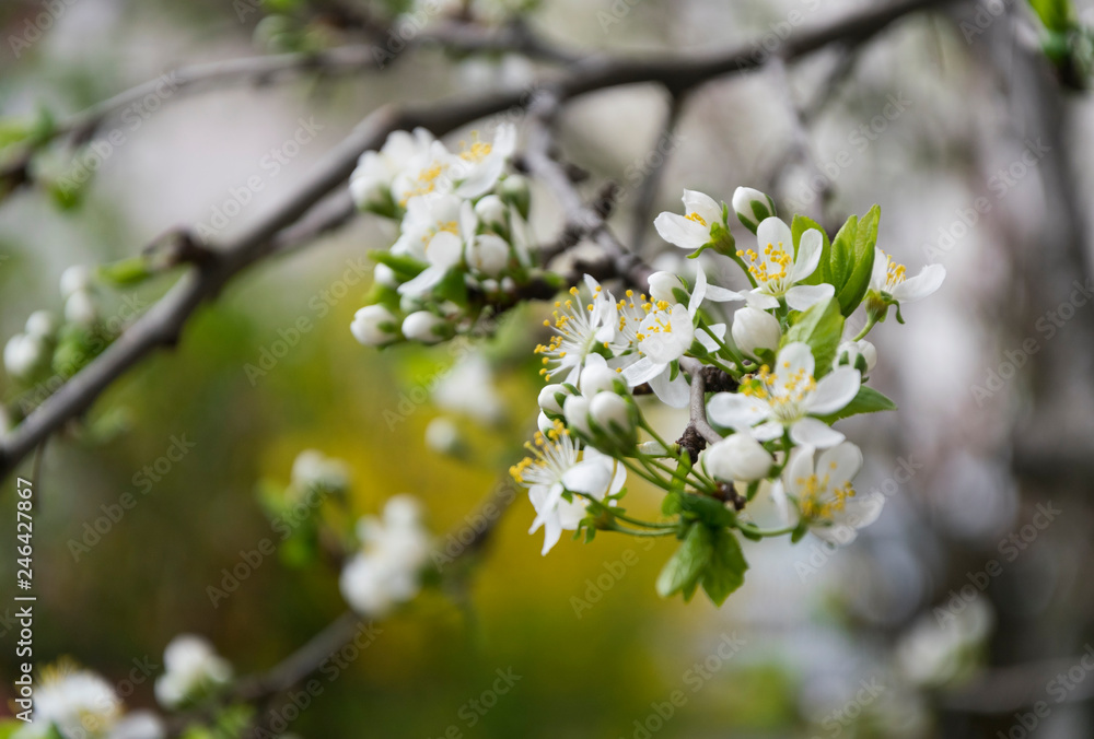 Beautiful branches with blossom on plum tree