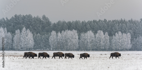 Herd European Bison Poland