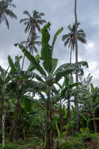 Banana tree in the jungle