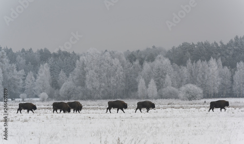 Herd of European Bison
