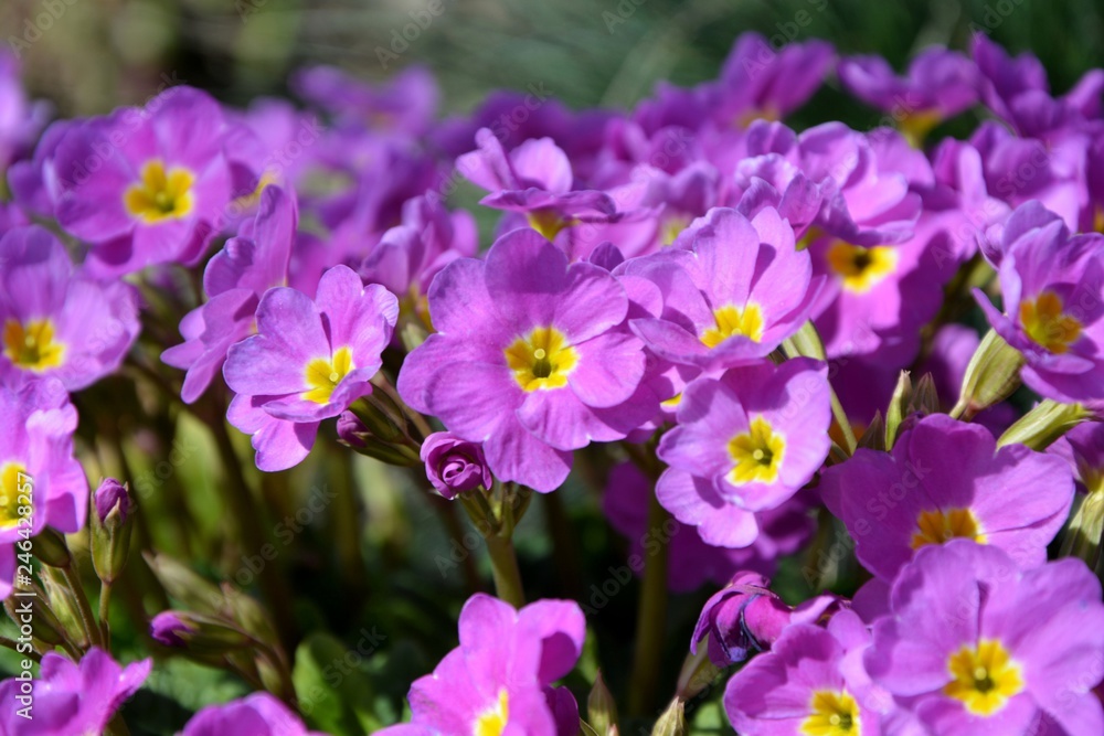 Delightful primroses bathe in the sun in early spring.  