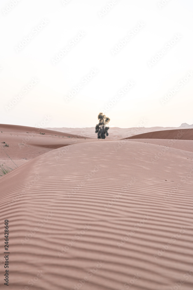 Dubai city 2019 photography, United arabic emirates Dubai city 2019 photography, United arabic emirates