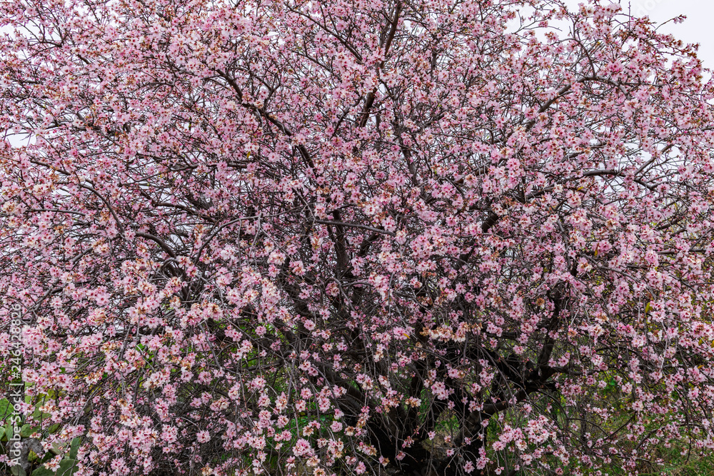 Almond tree (prunus dulcis), with flowers blooming Almond tree (prunus dulcis), with flowers blooming