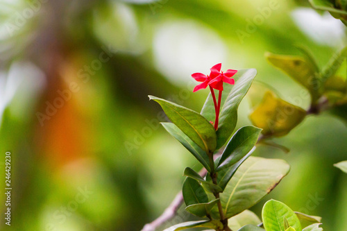 Close up small red tropical flowers on branch