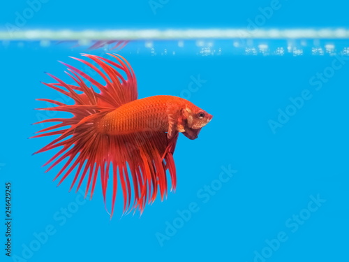 Beautiful red Crowntails Betta Fish diving in glass tank with blue background. photo