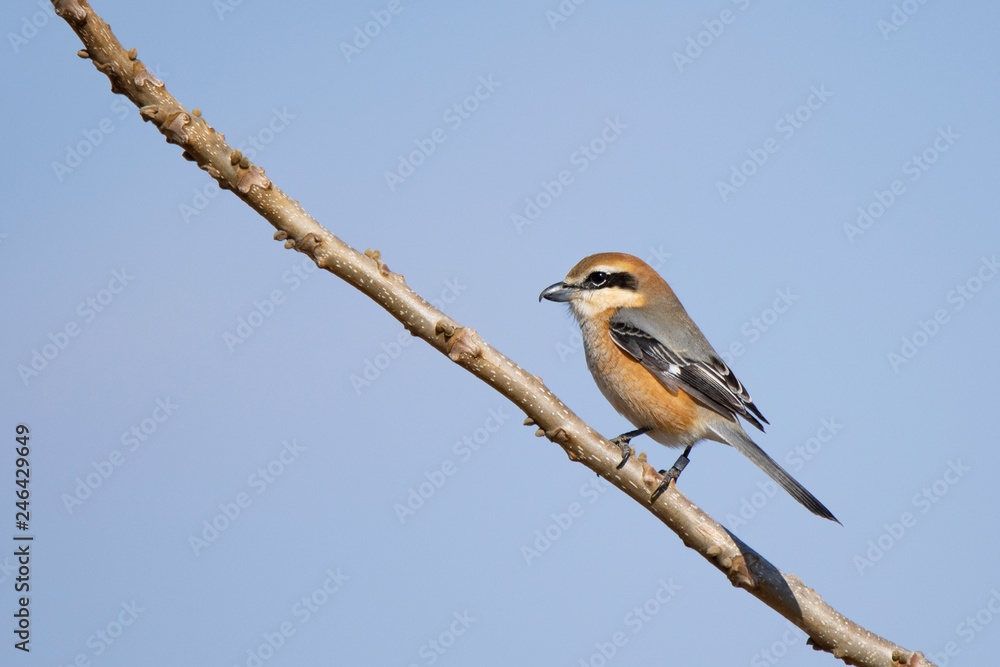 Obraz premium Bull headed shrike, it has a numbered tag on the leg, perches on a twig of bare tree in winter.
