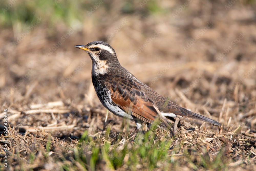 Portrait of a dusky thrush on the ground in winter. Portrait of a dusky thrush on the ground in winter.