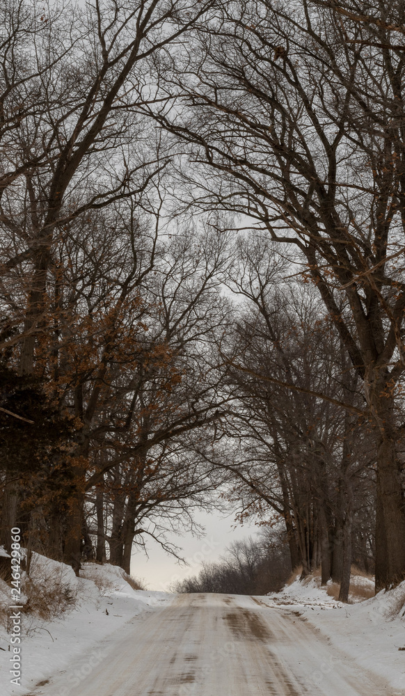Winter scene that includes trees, snow and the sun Winter scene that includes trees, snow and the sun
