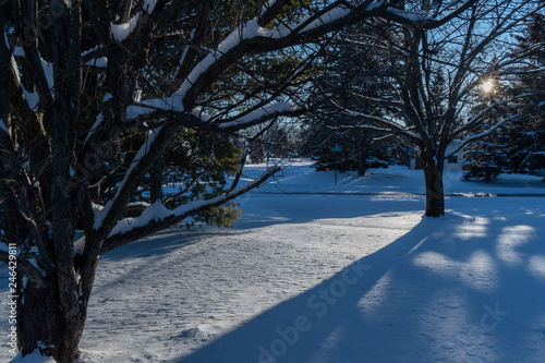Winter scene that includes trees, snow and the sun