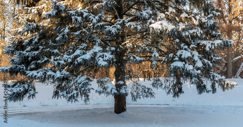 Winter scene that includes trees, snow and the sun
