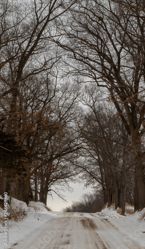 Winter scene that includes trees, snow and the sun © Alexandra Masten