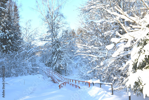 snow covered trees