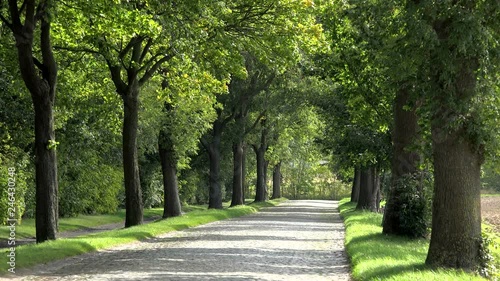Avenue near Altefaehr, Island of Ruegen, Mecklenburg-Western Pomerania, Germany
