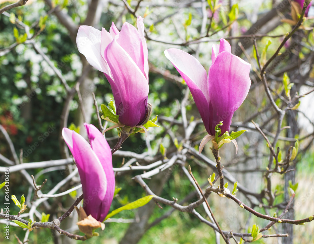 Beautiful branches with blossom in early spring Beautiful branches with blossom in early spring