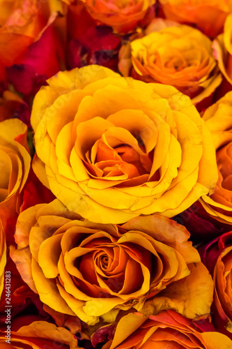 Flowers  orange roses