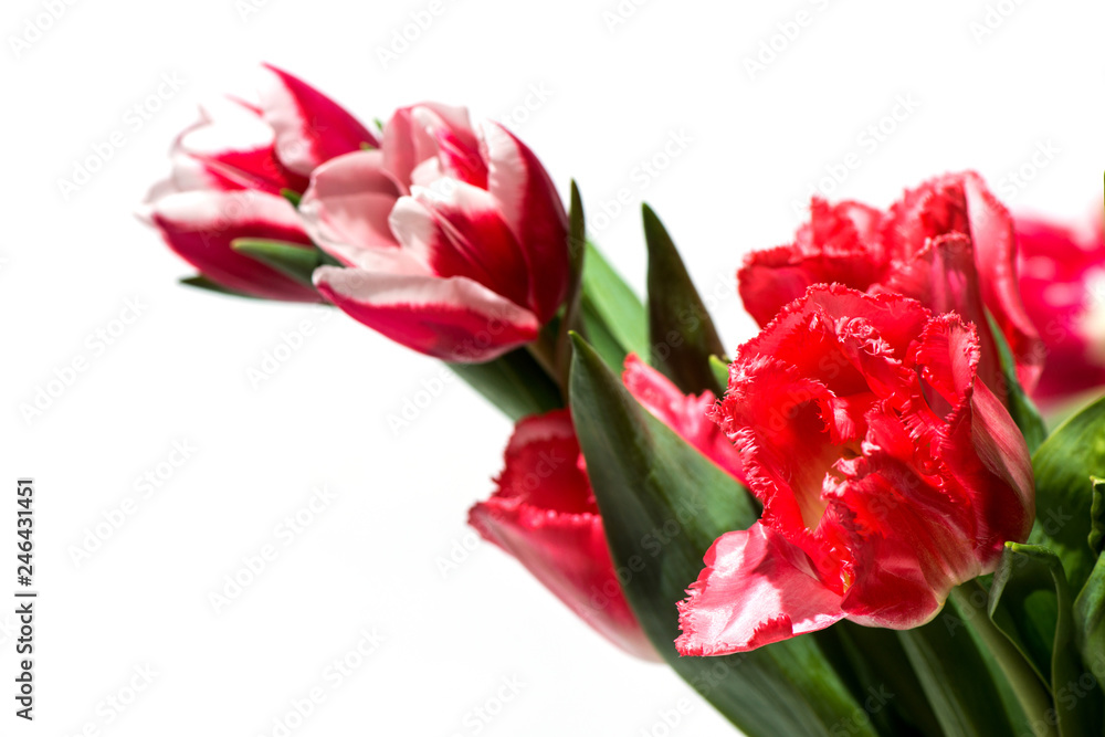 tulips on white background tulips on white background