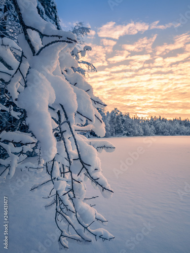 Close up from snow covered branches with sunrise and morning light at winter in Finland