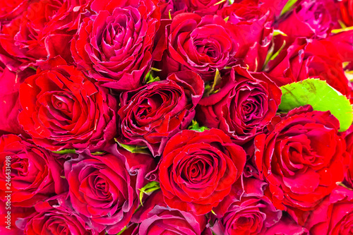 Flowers  red roses
