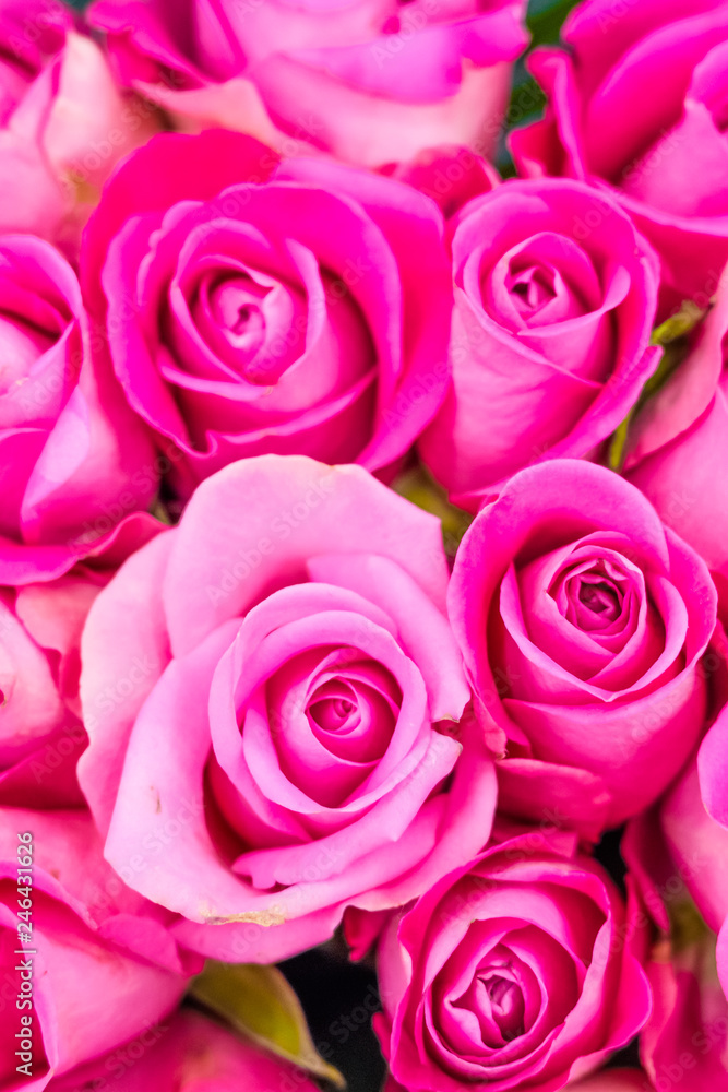 Flowers, pink roses Flowers, pink roses