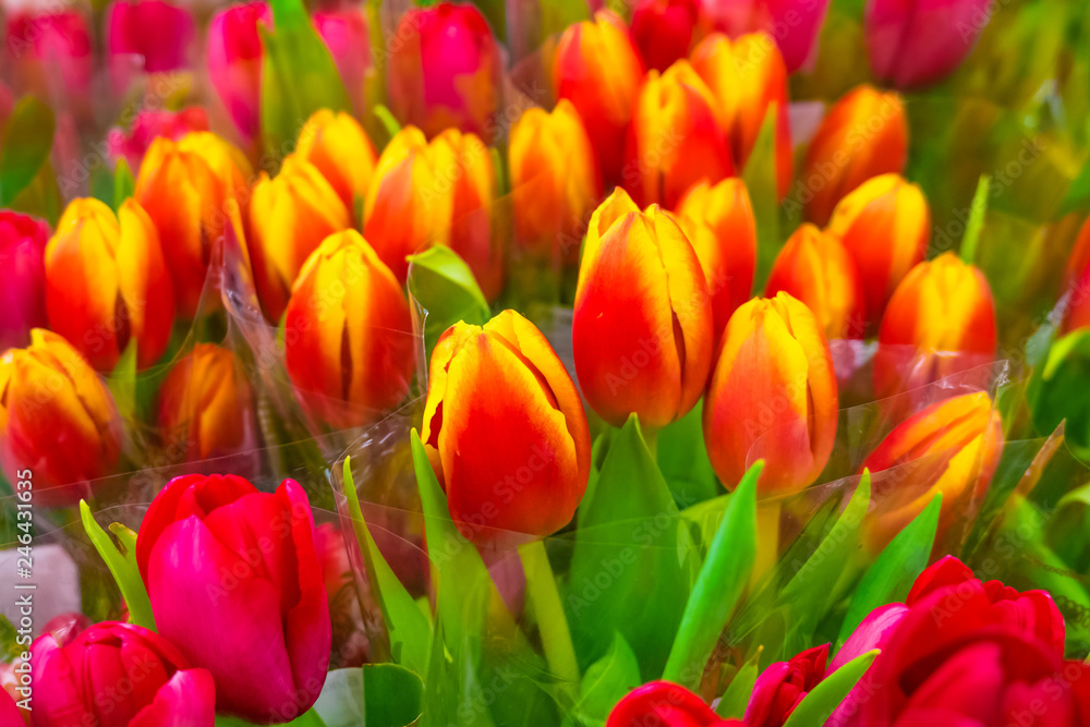 Fototapeta premium Flowers, tulips bouquet
