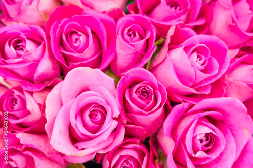 Flowers  pink roses