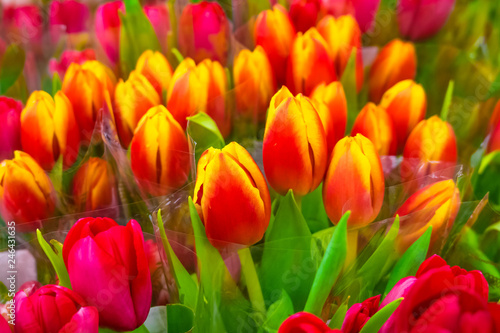 Flowers  tulips bouquet