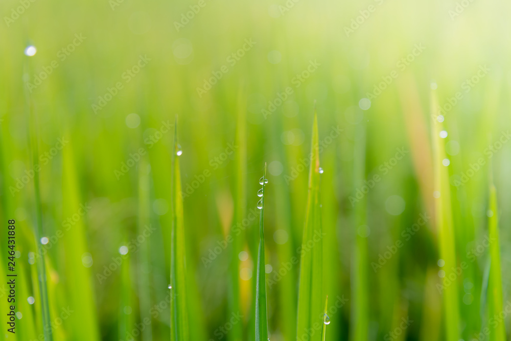 Obraz premium Blurred soft images of Dew water on top of rice leaves with the morning sun, to green nature background.