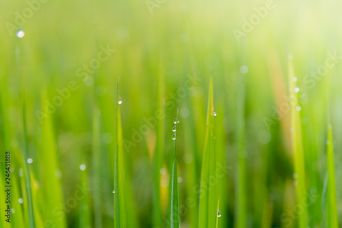 Blurred soft images of Dew water on top of rice leaves with the morning sun, to green nature background.