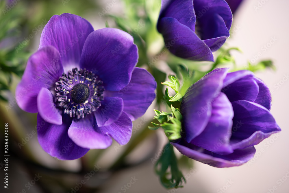 Obraz premium 紫色のアネモネ