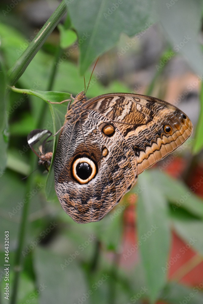 Fototapeta premium Sanctuaire papillons El Valle de Anton Panama - Butterfly Sanctuary Panama