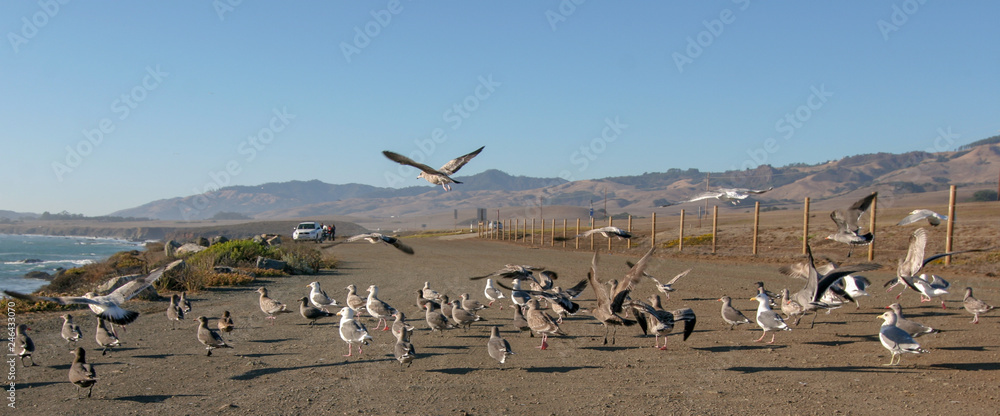 flock of birds on the beach