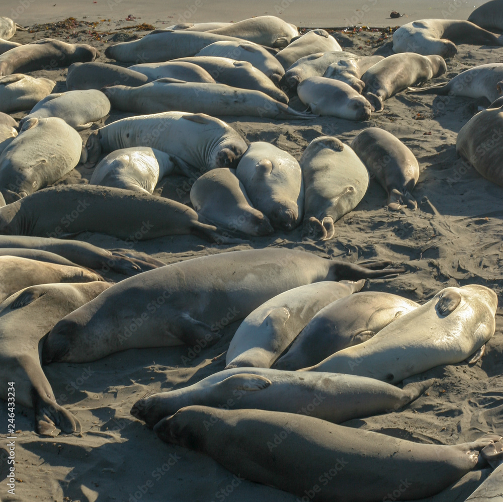 Fototapeta premium seals on the beach