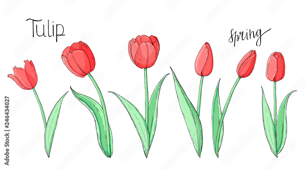 Stock vector floral set of red tulips.  Isolated and hand drawn vector illustration. Elements for floral design, flower backdrop. Spring hand drawn flower collection.
