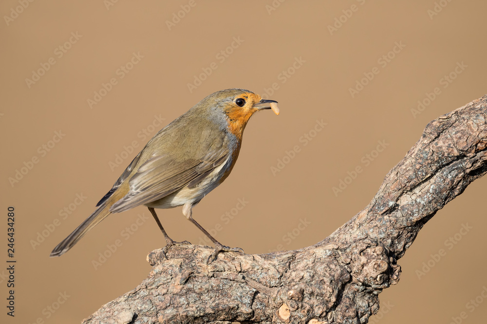 Fototapeta premium Pettirosso europeo (Erithacus rubecula)