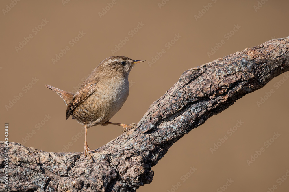 Uno dei più piccoli volatili del mondo, lo Scricciolo comune (Troglodytes troglodytes) Uno dei più piccoli volatili del mondo, lo Scricciolo comune (Troglodytes troglodytes)