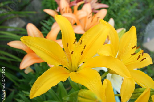 Asiatic lily close yellow