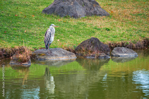 Grey heron  Ardea cinerea  on stone near water