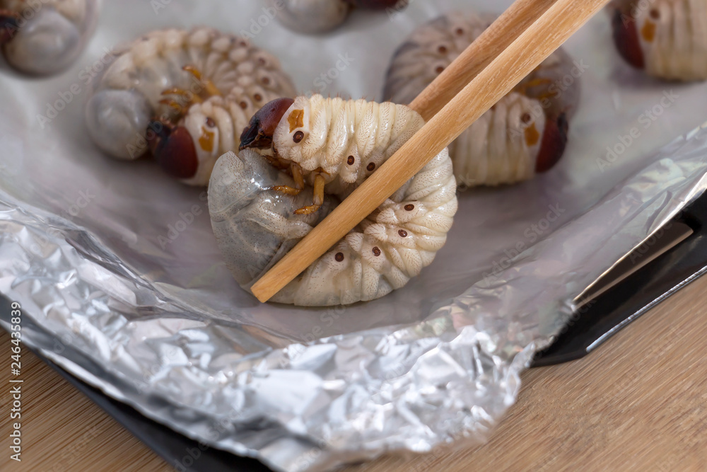 Grub Worms or Coconut Rhinoceros Beetle (Oryctes Rhinoceros). Insects food  for eating larvae fried or baked on baking tray with chopsticks is good  source of protein which edible. Entomophagy concept. Stock Photo