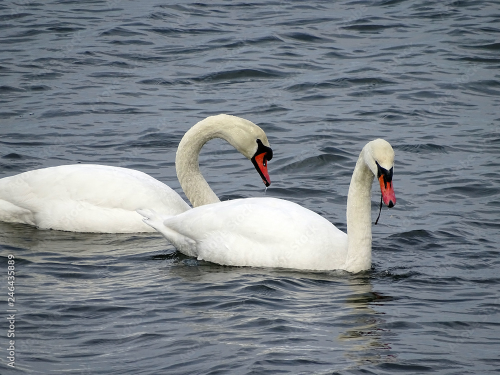 two swans on the lake two swans on the lake