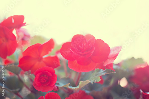 Red flower with green leaves on a white blurred background with highlights