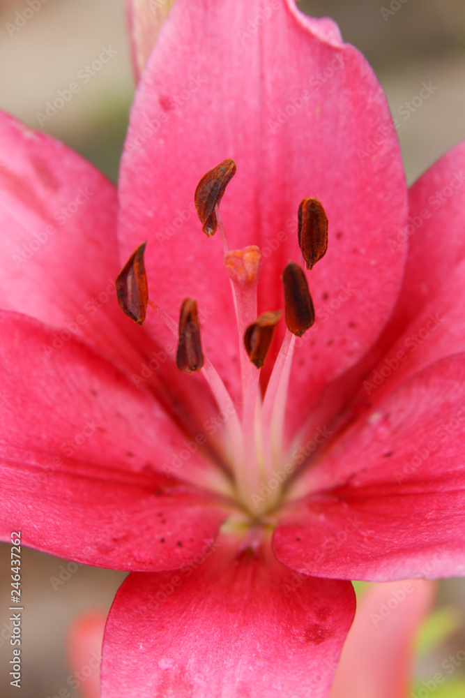 pink lily close pink lily close