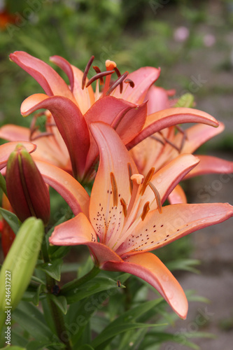 asiatic lily group